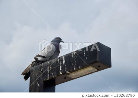 A pigeon is comfortably perched on a street light, beautifully contrasting the sky above it 130268790