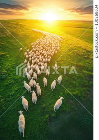 aerial view flock sheep meadow sunset green grazing 130269634