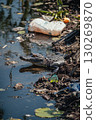 alligator water body alligators scales eyes distance closeup 130269870