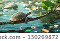 branch body water turtles pattern closeup turtle shell 130269872