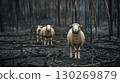 sheep forest sheeps wool markings brown stands burned 130269879
