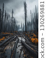 photograph forest trees floor logs patches atmospheric slender 130269881