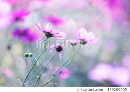 Beautiful cosmos flowers in full bloom 130269905