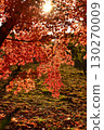 Landscape with autumn leaves 130270009
