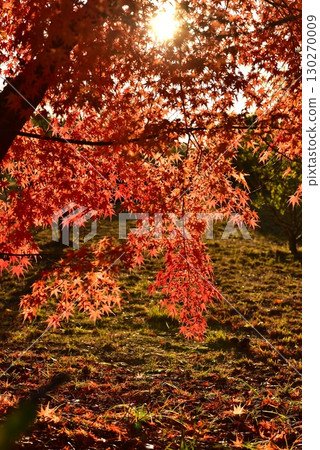 風景與秋天的落葉 130270009