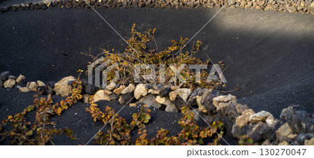 Vineyards in the black lava ground with a growing grapes of La Geria, Lanzarote Island. 130270047