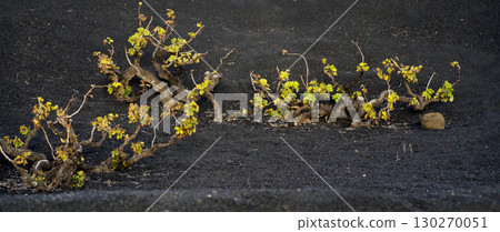 Vineyards in the black lava ground with a growing grapes of La Geria, Lanzarote Island. 130270051