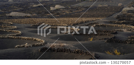 Vineyards in the black lava ground with a growing grapes of La Geria, Lanzarote Island. Vineyards in the black lava ground with a growing grapes of La Geria, Lanzarote Island. 130270057