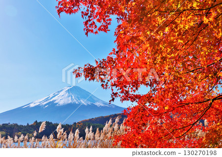 Autumn leaves, Japanese silver grass and Mt. Fuji Autumn leaves, Japanese silver grass and Mt. Fuji 130270198