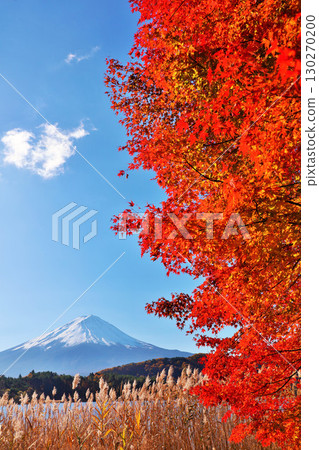 秋葉、蒲葦和富士山 130270200
