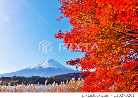 秋葉、蒲葦和富士山 130270201