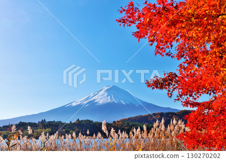Autumn leaves, Japanese silver grass and Mt. Fuji 130270202