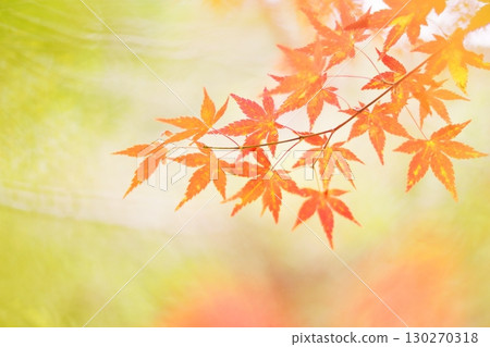 A pale image of autumn leaves 130270318