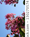 Pink crape myrtle flowers against the blue sky 130270574