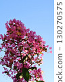 Pink crape myrtle flowers against the blue sky 130270575