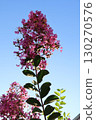 Pink crape myrtle flowers against the blue sky 130270576