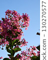 Pink crepe myrtle flowers shining against the blue sky 130270577