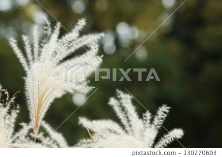 Fluffy ears of Japanese silver grass 130270603