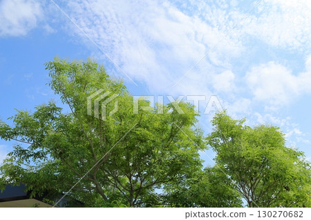 白蠟樹花開始綻放 130270682