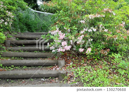 Cute Kalmia flowers Cute Kalmia flowers 130270688