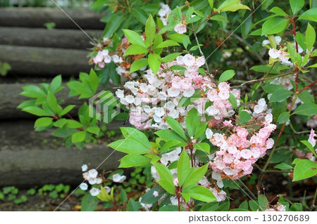 Cute Kalmia flowers 130270689