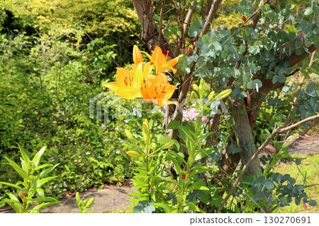 Lily flower 130270691