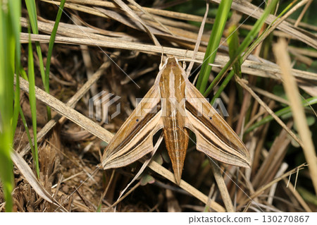 A fearless-looking adult of the Japanese moth (Japanese subspecies, female, outdoor field insect macro photography) 130270867