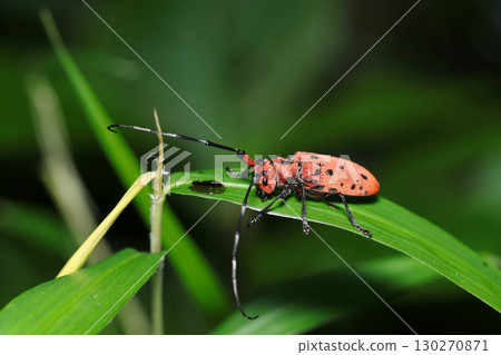 A lacquer-red, black-spotted adult star-red longhorn beetle in the forest (strobe macro photography of insects in their natural environment) 130270871
