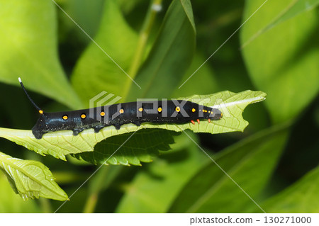 Caterpillar larva 130271000