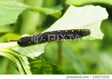Caterpillar larva 130271030