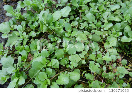 野生的西洋菜,在泉水周圍成簇生長 野生的西洋菜,在泉水周圍成簇生長 130271033