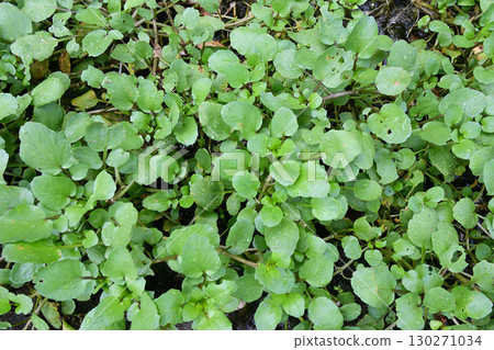 Watercress that has become wild and grows in clusters around springs 130271034
