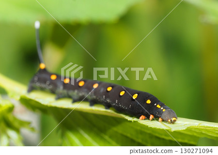 Caterpillar larva 130271094