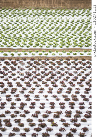 春季種植後的生菜田 春季種植後的生菜田 130271112