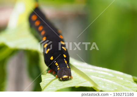 Caterpillar larva Caterpillar larva 130271180