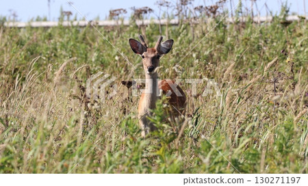 一隻北海道鹿站在草原中央 一隻北海道鹿站在草原中央 130271197
