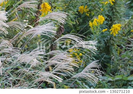 潘帕斯草耳朵的照片 潘帕斯草耳朵的照片 130271210