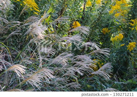 潘帕斯草耳朵的照片 130271211