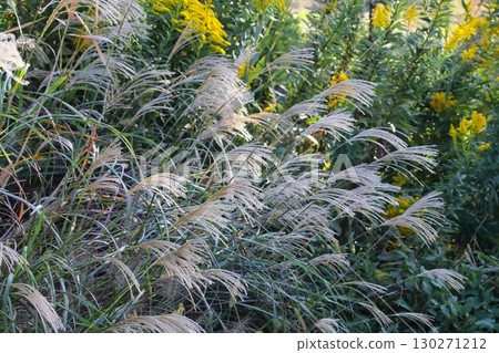 潘帕斯草耳朵的照片 130271212