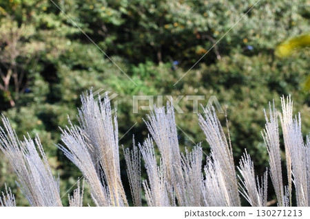 潘帕斯草耳朵的照片 潘帕斯草耳朵的照片 130271213