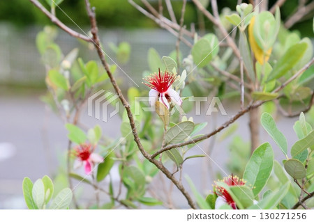 Vivid feijoa flowers Vivid feijoa flowers 130271256