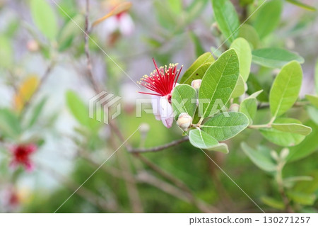 Vivid feijoa flowers Vivid feijoa flowers 130271257