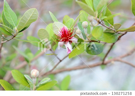 Vivid feijoa flowers 130271258