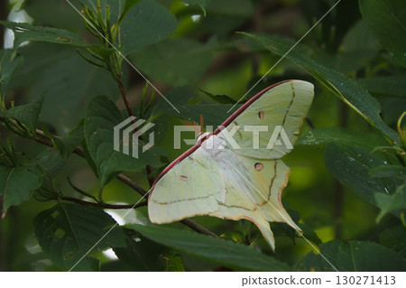 Large waterfowl butterfly (male) 130271413