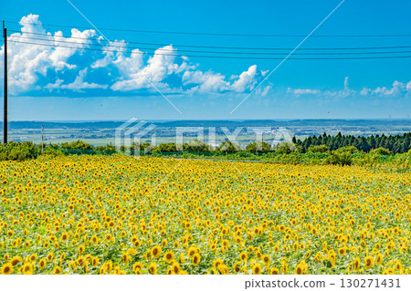 View of my hometown from a sunflower field View of my hometown from a sunflower field 130271431