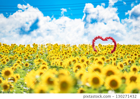 Sunflowers in full bloom welcome you Sunflowers in full bloom welcome you 130271432