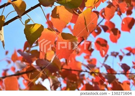 Chinese tallow tree (Autumn leaves) Chinese tallow tree (Autumn leaves) 130271604