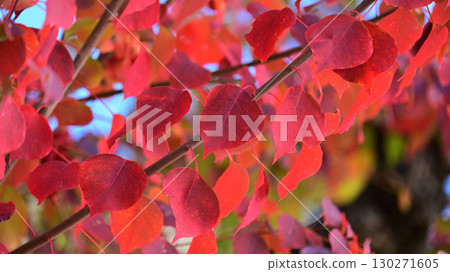 Chinese tallow tree (Autumn leaves) 130271605