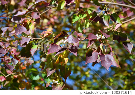 烏桕（秋葉） 130271614