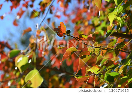 烏桕（秋葉） 130271615